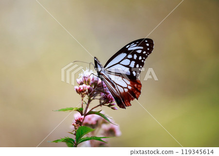 Asagi madara堅持富士Bakuma 119345614