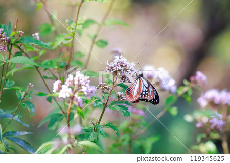 Asagi madara堅持富士Bakuma Asagi madara堅持富士Bakuma 119345625