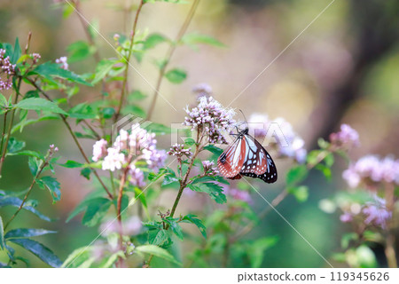 Asagi madara堅持富士Bakuma 119345626