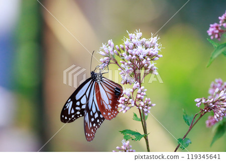 Asagi madara sticking to Fuji Bakuma Asagi madara sticking to Fuji Bakuma 119345641