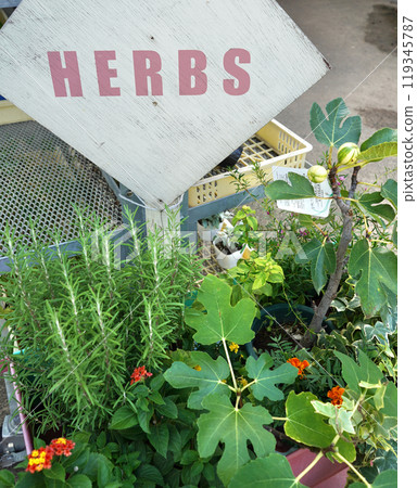 Plants in front of a flower shop 119345787