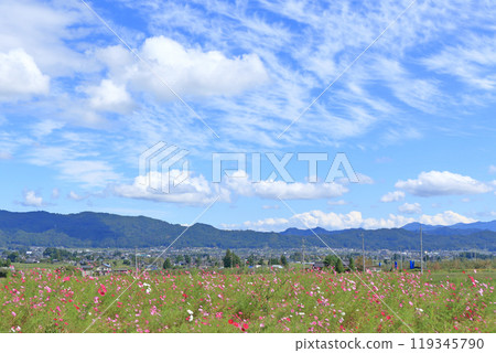 Azumino countryside: Cosmos and autumn sky Azumino countryside: Cosmos and autumn sky 119345790