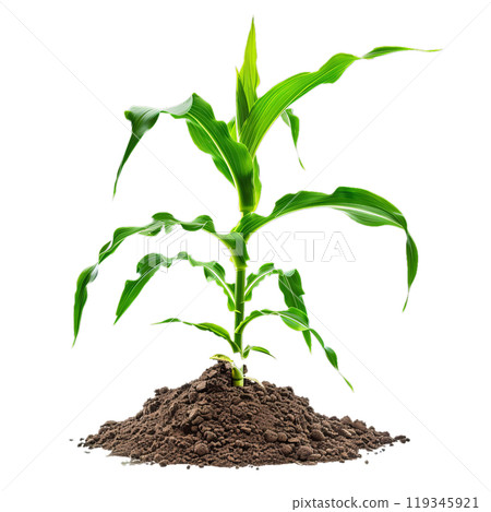 Highquality image of a single corn seedling in soil, with a clear background for versatile use Highquality image of a single corn seedling in soil, with a clear background for versatile use 119345921