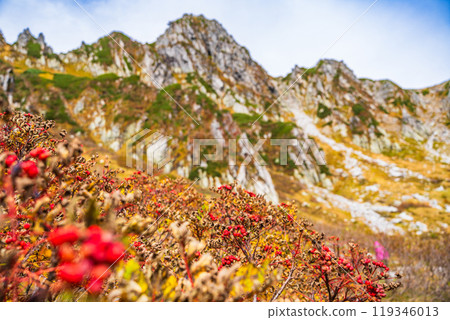 [長野縣] 千疊敷秋天捲曲，羅文漿果變紅 119346013