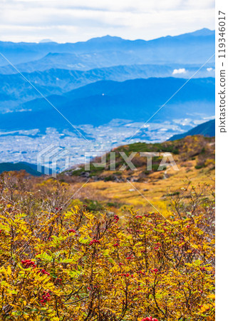 [長野縣] 千疊敷秋天捲曲，羅文漿果變紅 119346017