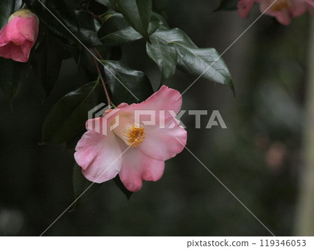 您在旅途中看到的茶梅 119346053