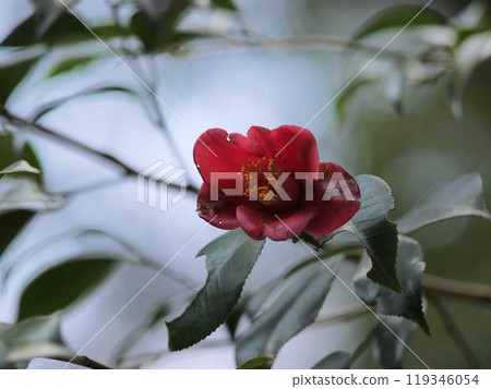 您在旅途中看到的茶梅 您在旅途中看到的茶梅 119346054