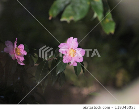 您在旅途中看到的茶梅 119346055