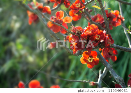 春天三月盛開的紅色散景花朵 春天三月盛開的紅色散景花朵 119346081