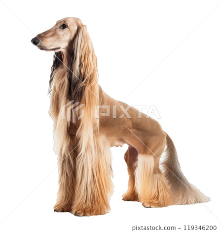 Majestic purebred afghan hound standing in an elegant side view portrait, showcasing its unique long, silky, and glossy coat 119346200