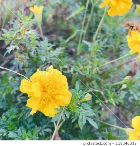 花朵 花 花卉 119346332