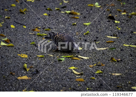 A turtle dove eating fallen nuts 119346677