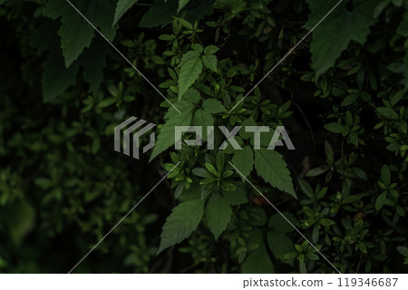 有常春藤葉的風景 119346687
