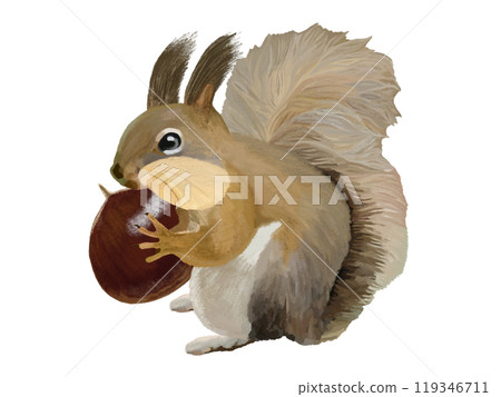 Hokkaido squirrel (cheek pouch with chestnuts) 119346711