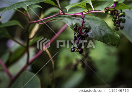 彩色韭菜磅 119346713