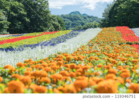 [Flower field] 119346751