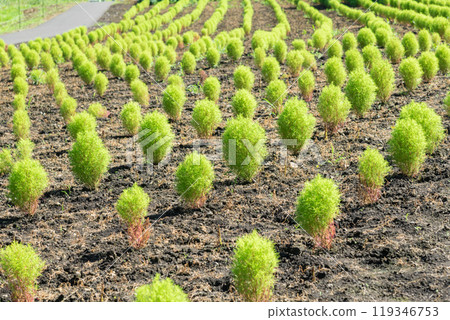 [Blue Kochia] 119346753
