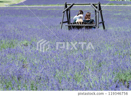 [Lavender field: woman on a swing] 119346756
