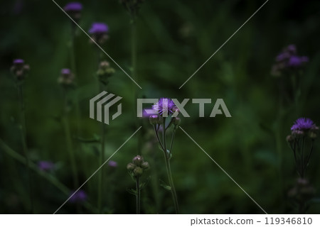 Autumn flowers, purple pompon thistle 119346810