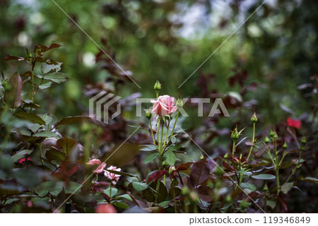 Rose flowers Princess Aico 119346849