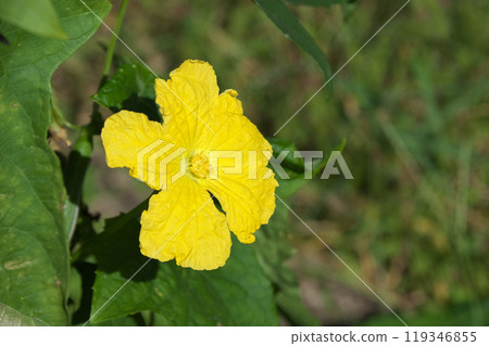 莓男性花 莓男性花 119346855