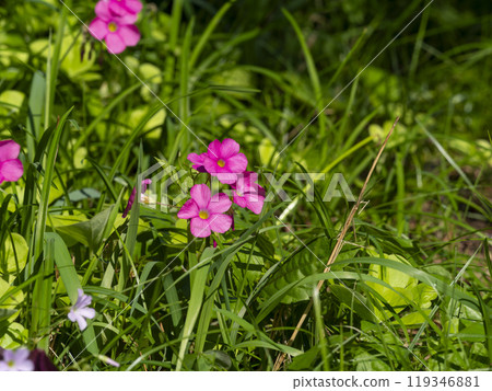 Oxalis flower blooming in the field Oxalis flower blooming in the field 119346881