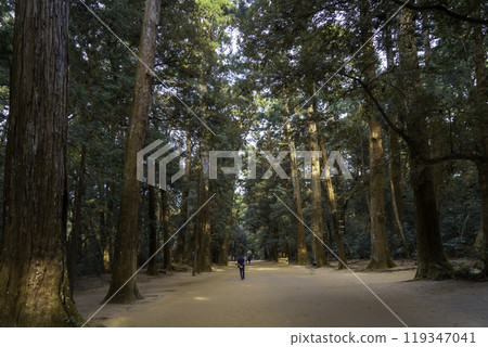 被大樹環繞的鹿島神宮(茨城縣)的雪松大道 被大樹環繞的鹿島神宮(茨城縣)的雪松大道 119347041
