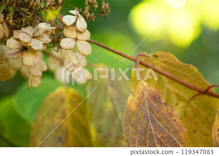 Deutzia in autumn 119347083