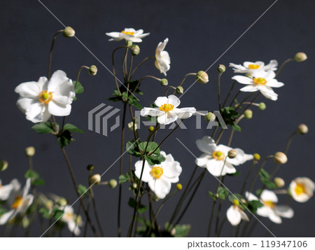 White anemone flowers White anemone flowers 119347106