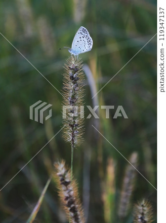 Chikarashiba and Butterfly 119347137