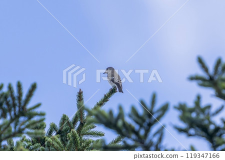 A Siberian flycatcher relaxing against the blue sky 119347166
