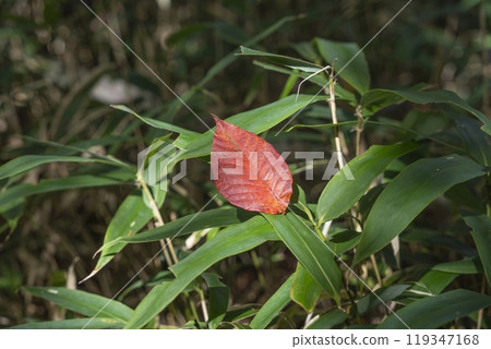 秋天的樹葉落在竹草上，在陽光透過樹林的照射下閃閃發光 119347168