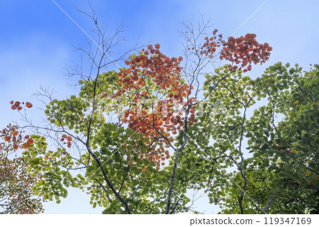 秋天的楓葉開始變色，仰望藍天 119347169