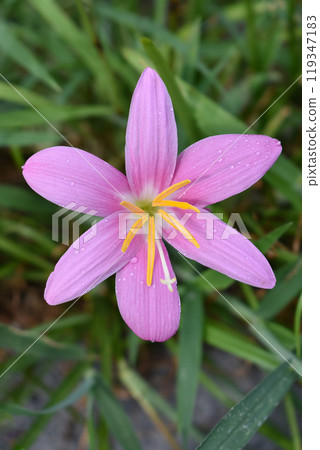 藏紅花開花 119347183