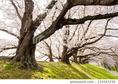 Cherry blossom trees in full bloom along Sewari Embankment, Kyoto Prefecture Cherry blossom trees in full bloom along Sewari Embankment, Kyoto Prefecture 119347239