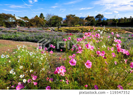 Cosmos and Ageratum 119347352