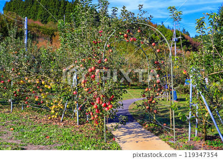Apple Garden Apple Garden 119347354