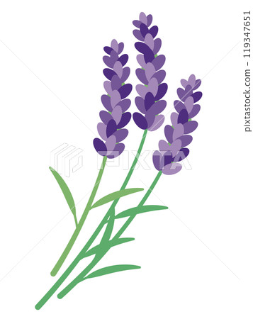 Illustration of lavender Illustration of lavender 119347651