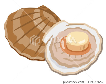 Scallop illustration 119347652
