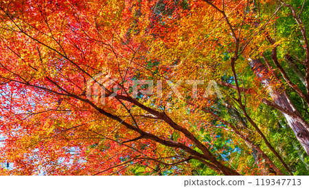 Autumn leaves of Konami River 119347713