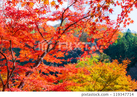 Konami河秋葉 119347714