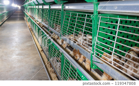Automated feeding chickens in cage systems within close housing environments. 119347808
