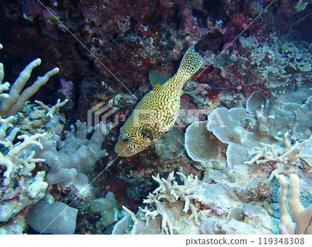 辣椒魚 119348308