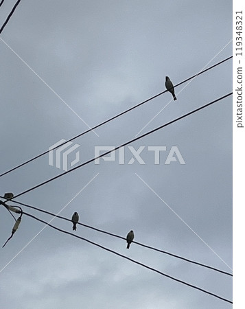 Sparrow on the wire 3 119348321