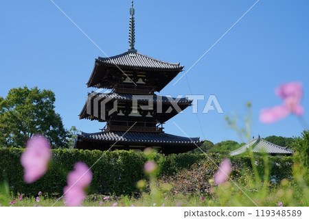 法喜寺三層寶塔前生長的柿子和粉紅色波斯菊 [10 月] 119348589