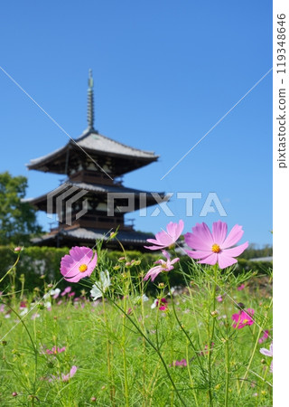 法吉祥寺的三層寶塔、波斯菊與藍天【十月】垂直構圖 119348646