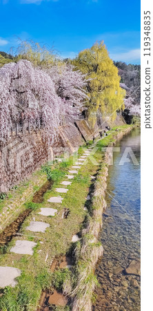 Cherry blossom in spring under clear blue sky in Takayama, Japan Cherry blossom in spring under clear blue sky in Takayama, Japan 119348835