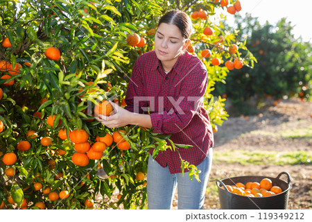 Hardworking farmer girl plucks ripe tangerines Hardworking farmer girl plucks ripe tangerines 119349212