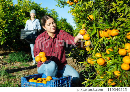 Skilled female gardener gathering crop of ripe tangerines fruits in orchard Skilled female gardener gathering crop of ripe tangerines fruits in orchard 119349215