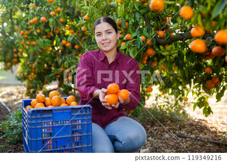Happy female farmer near branches of tangerine tree with mandarins, picking fruits during harvesting season Happy female farmer near branches of tangerine tree with mandarins, picking fruits during harvesting season 119349216